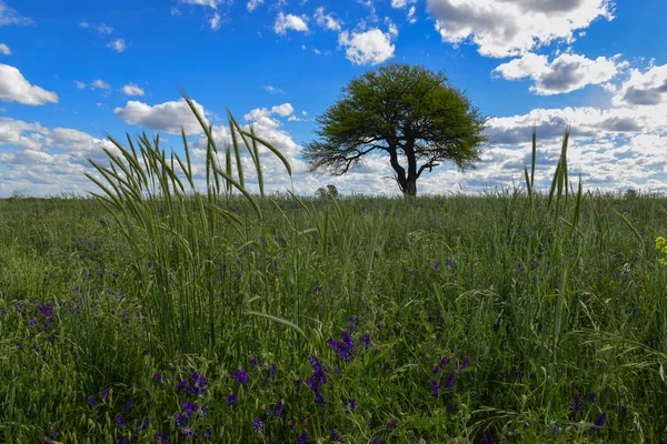 Paisagem Colorida Pampas Argentina — Fotografia de Stock