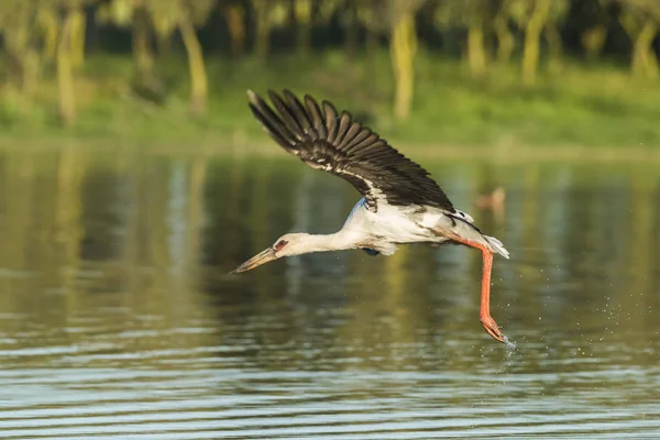 Malerischer Blick Auf Den Maguari Storch Argentinien — Stockfoto