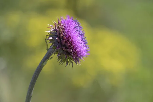 Vilda Blommor Patagonien Argentina — Stockfoto