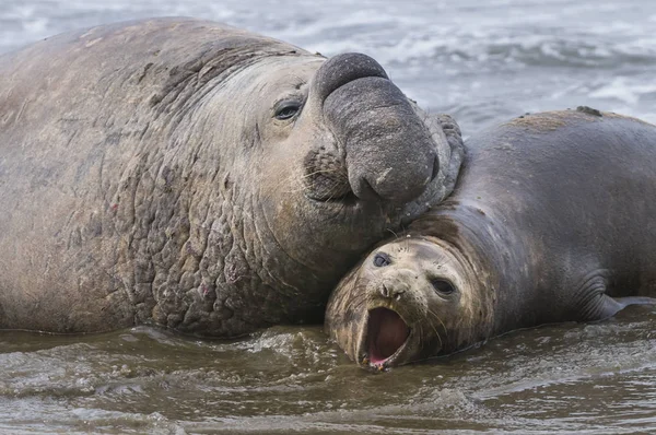 Close View Elephant Seals Patagonia — Stock Photo, Image