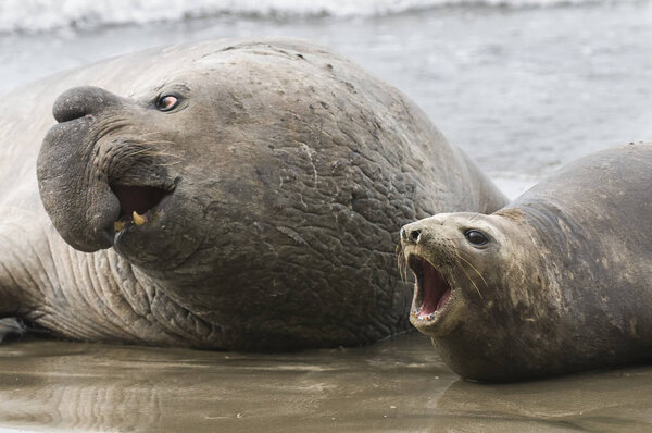 Close-up view of elephant seals, Patagonia