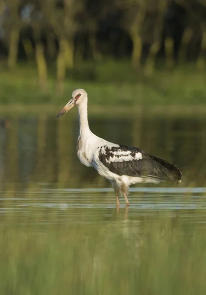 Malerischer Blick Auf Den Maguari Storch Argentinien — Stockfoto