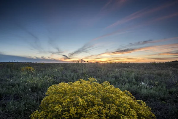 Дикие Цветы Патагонии — стоковое фото