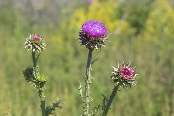 Flor Silvestre Patagonia Argentina — Foto de Stock