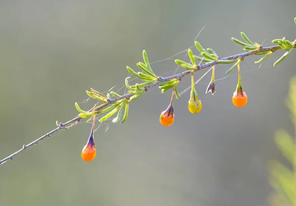 Frutos Silvestres Vermelhos Pampa Argentina — Fotografia de Stock