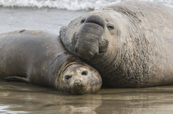 Close-up view of elephant seals, Patagonia