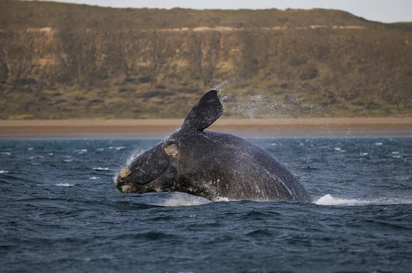 Salto Delle Balene Dall Acqua Patagonia — Foto Stock