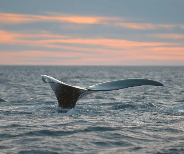 Whale Svans Fluke Patagonien Argentina — Stockfoto