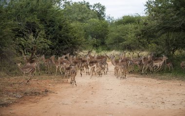 Güney Afrika 'daki vahşi Impala hayvanları