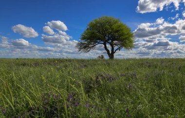 Renkli manzara, Pampa, Argentina