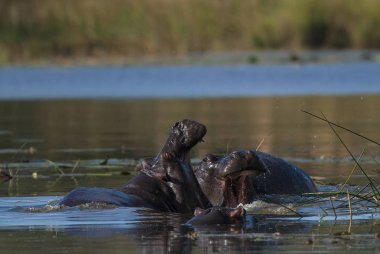 Hippopotamus, Kruger Ulusal Parkı, Afrika