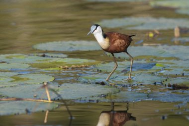 Jacana lagün üzerinde bitki örtüsü, Güney Afrika