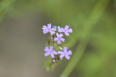 kır çiçeği Patagonia, Arjantin için