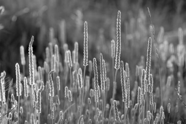 Patagonya, Arjantin Grass yakın görünümü