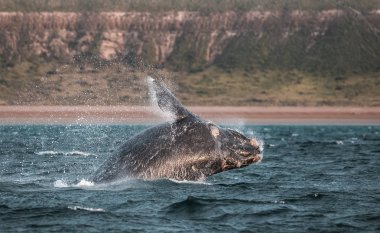 Yarımada Valdes, Puerto Madryn 'de balina atlayışı