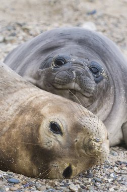 Deniz aslanlarının, Patagonya görünümünü yakın çekim
