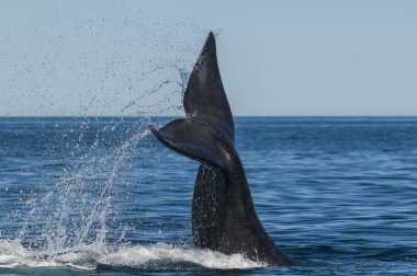 Balina kuyruğu fluke, Patagonia, Arjantin