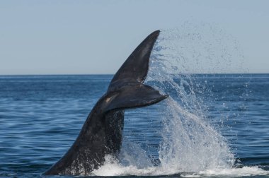 Balina kuyruğu fluke, Patagonia, Arjantin