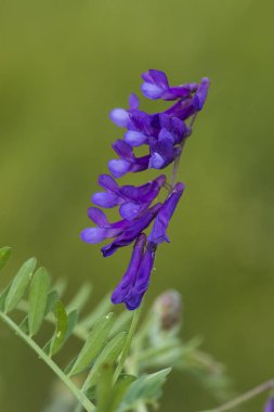 kır çiçeği Patagonia, Arjantin için