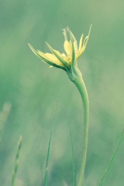 kır çiçeği Patagonia, Arjantin için