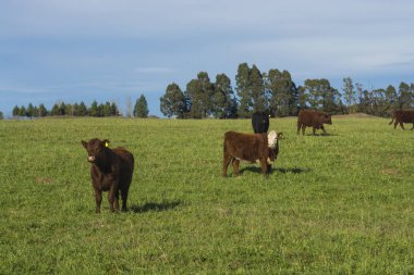 İnekler otlatma, Pampas, Arjantin