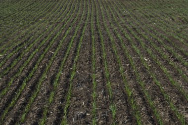 La Pampa bölgesinde çim olukları, Arjantin