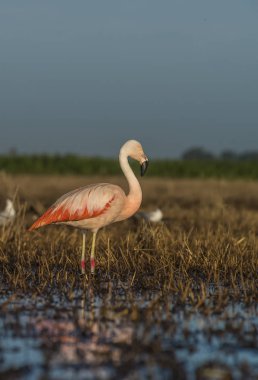 Flamingo bird, Patagonia Argentina clipart