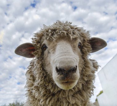 Kameraya bakarak kuzu