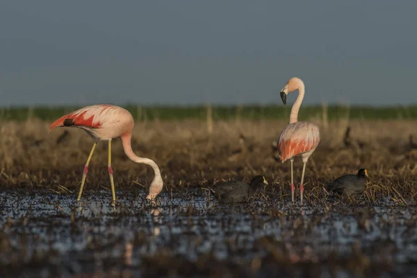 Flamingo Fåglar Patagonien Argentina — Stockfoto