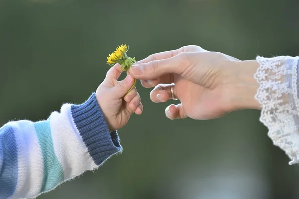 Hand Giving Flower Mother Son — Stock Photo, Image