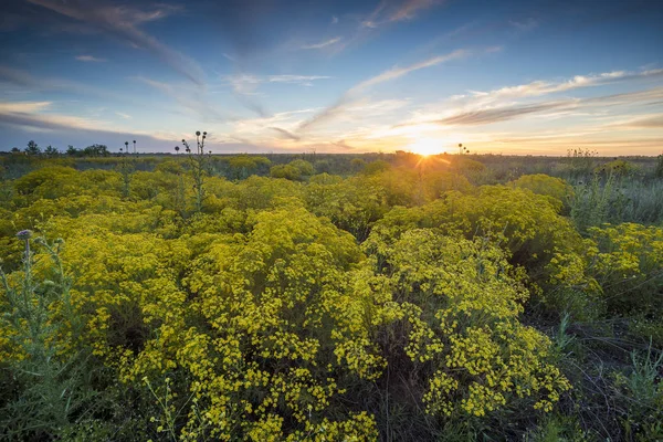 Spring season landscape, La Pampa