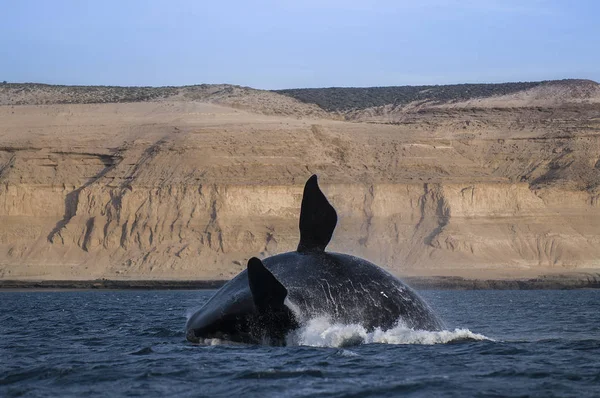 Baleine Sautant Eau Patagonie — Photo