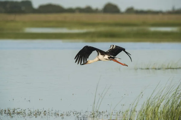 Malerischer Blick Auf Den Maguari Storch Argentinien — Stockfoto