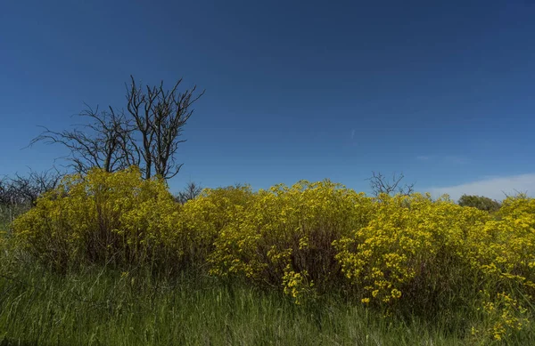 Sezon Wiosna Krajobraz Pampa — Zdjęcie stockowe