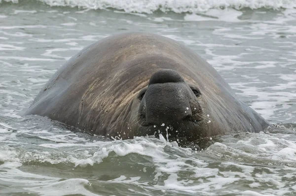 Närbild Sjöelefant Patagonia — Stockfoto