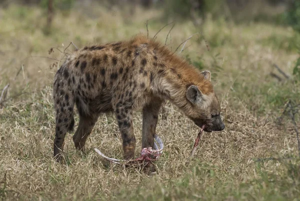 Close Zicht Hyena Eating Afrika — Stockfoto