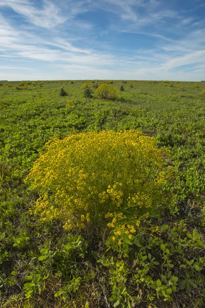 Vårsäsongen Landskap Pampa — Stockfoto