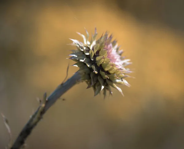 Wild Flower Patagonie Argentina — Stock fotografie