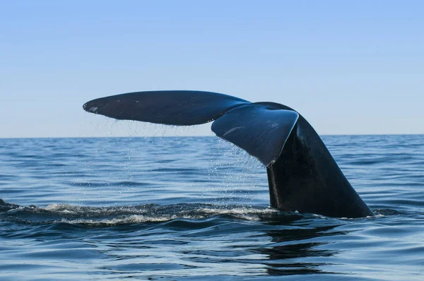 Whale Tail Fluke Патагония Аргентина — стоковое фото