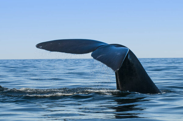 Whale tail fluke, Patagonia, Argentina