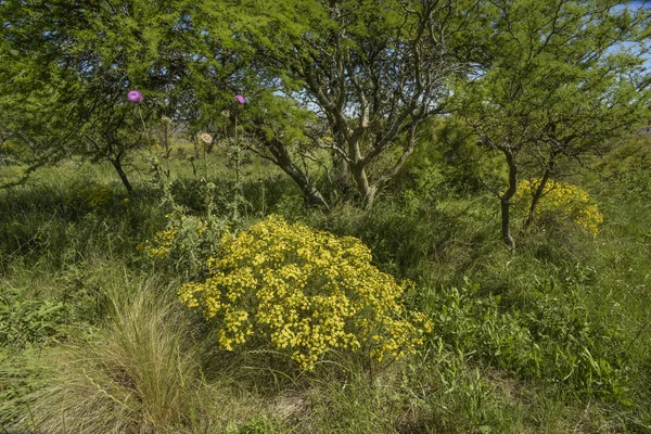 Primavera Temporada Paisagem Pampa — Fotografia de Stock