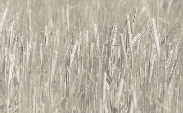 Пшеничные Шипы Хлопья Посаженные Пампа Аргентина — стоковое фото