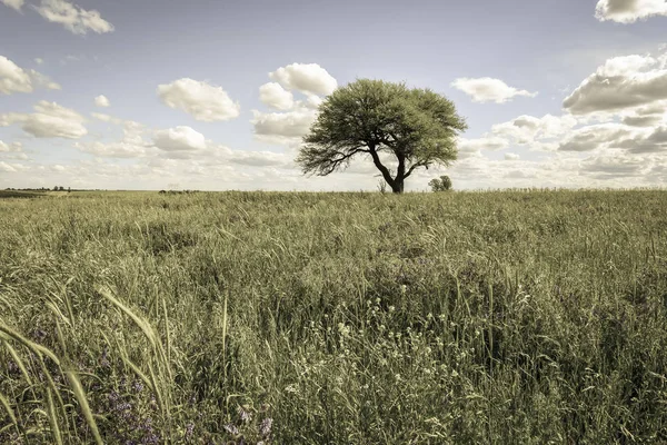 Farbenfrohe Landschaft Pampa Argentinien — Stockfoto