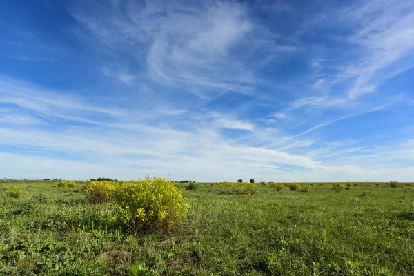 Spring season landscape, La Pampa