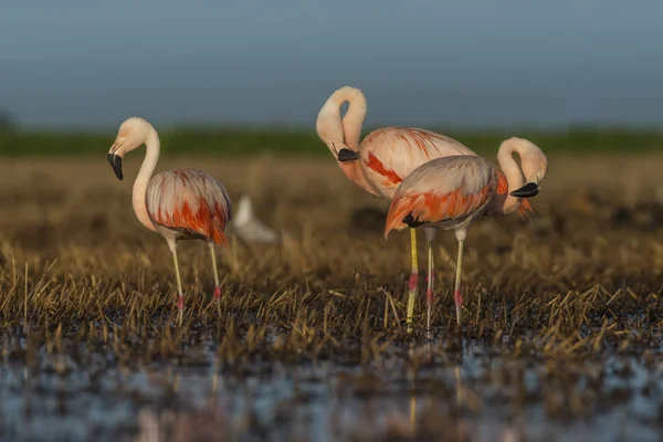 Flamingo Fåglar Patagonien Argentina — Stockfoto