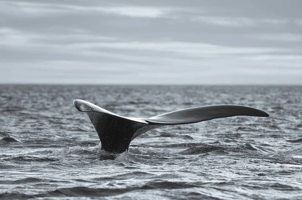 Whale Svans Fluke Patagonien Argentina — Stockfoto
