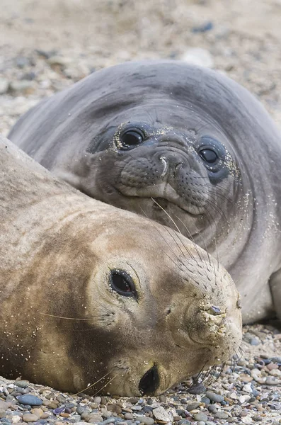 Deniz aslanlarının, Patagonya görünümünü yakın çekim