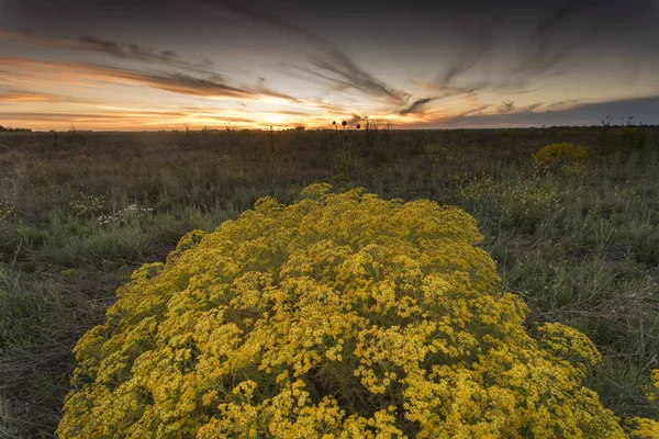 Spring season landscape, La Pampa