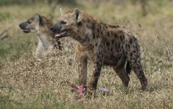 Podrobný Přehled Jídle Hyena Afrika — Stock fotografie