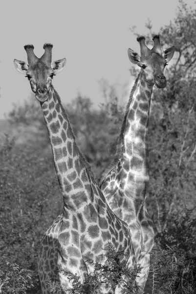 Utsikt Sjiraffen Kruger Nasjonalpark – stockfoto